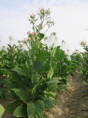 Click for 4 image(s) for this accession. PLANT
